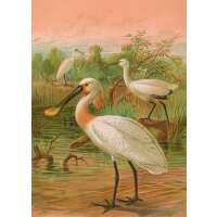 Read Ink & Drop Reviews